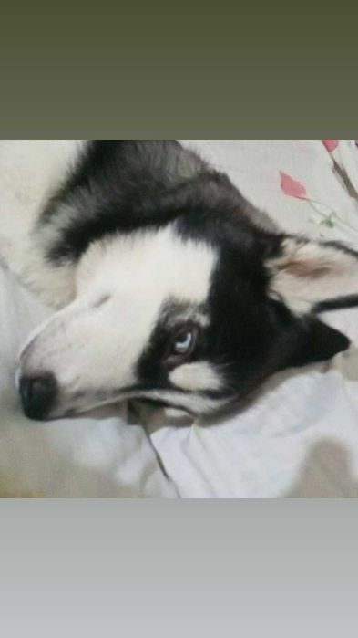 продаётся собака породы Хаски