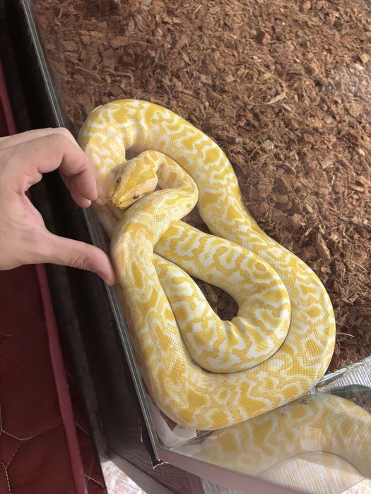 Тигровый питон самка альбинос