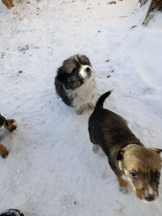 Отдам даром щенят