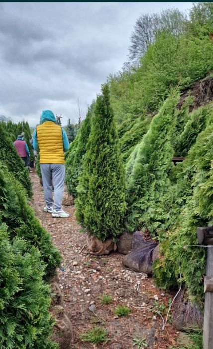 Tuia smaragd și leylandii la 2.3m - 2.5m/ oferim livrare și plantare