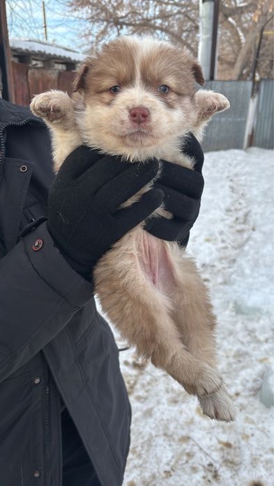 Отдам шенков в хорошие руки