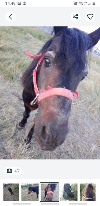 Ponei, 8 ani, mascul, învățat cu copii