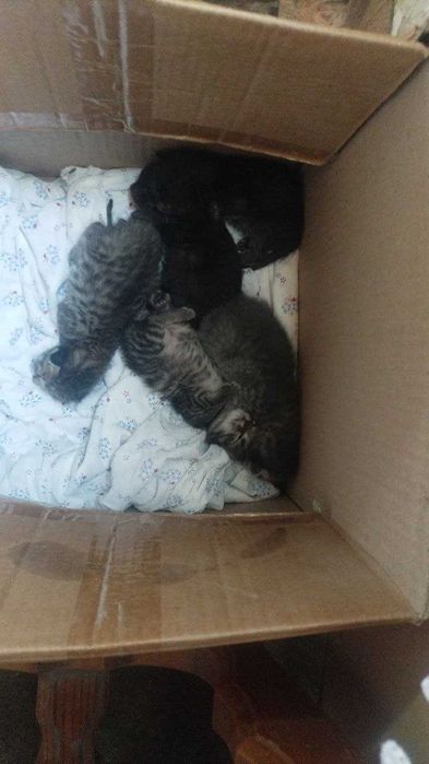 Котята в хорошие руки