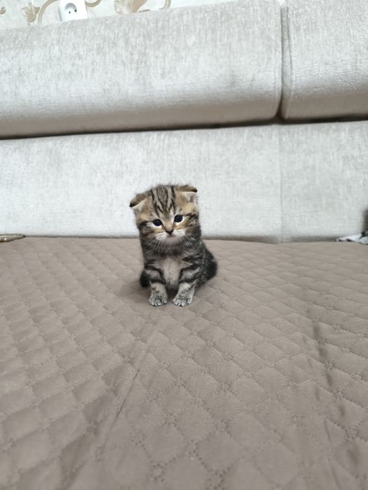 Продам шотландских котят