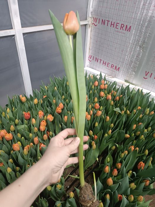 Тюльпаны опт и розница 450 тг