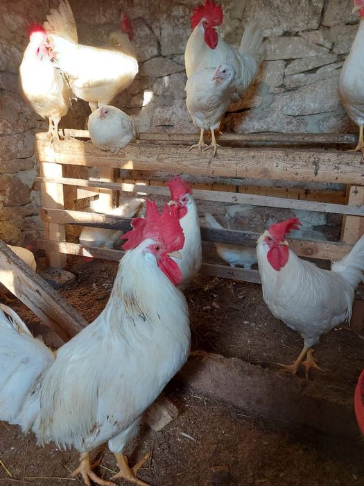 Продавам петли бял легхорн