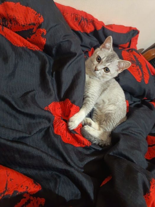 Mushuk zottor scotish shinshila qiz bola 7 oylik