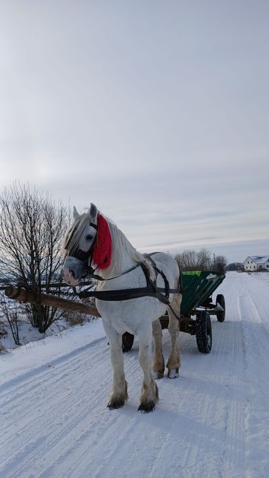 Cal de vânzare Volovăț