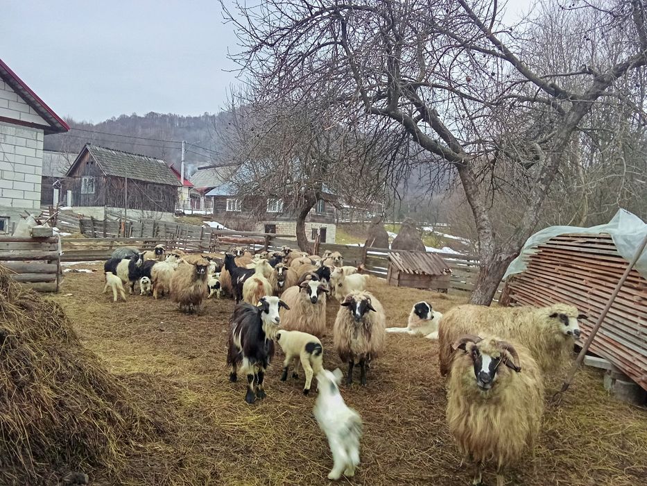 Vând oi și capre