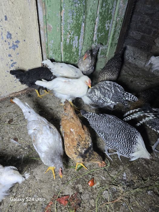 Млади селски петли