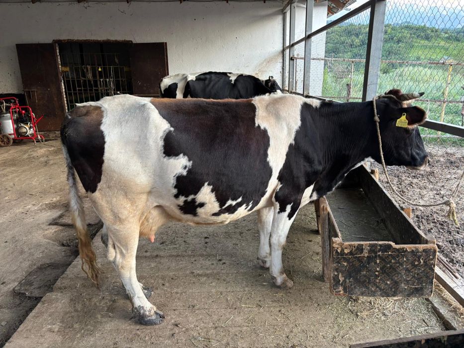 Ірі-қара мал сатылады