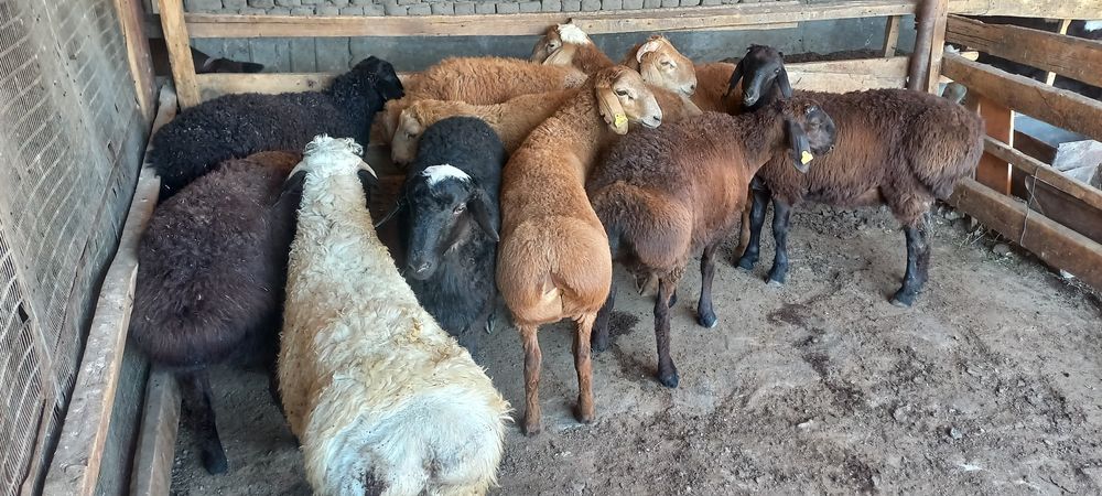 Қозы. Тоқты қошқарларды ұйытып  сатылады.