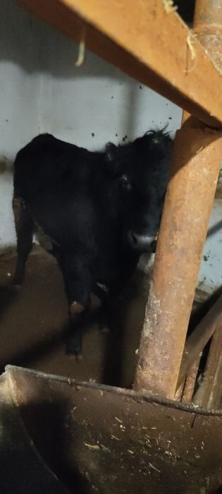 Продаю бычков Ангус и Аулеколь