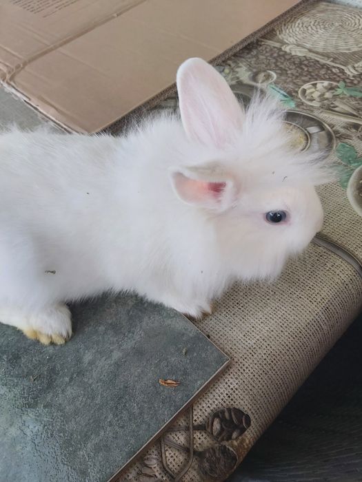 Vind iepure cap de leu