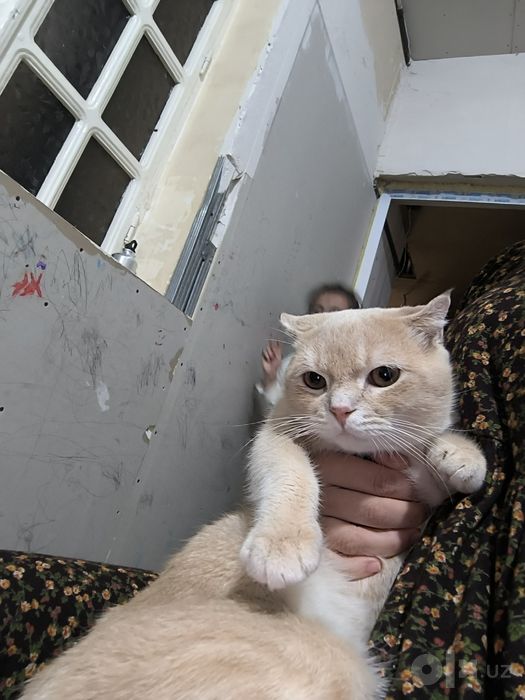 Шиншилла зотдор мушук