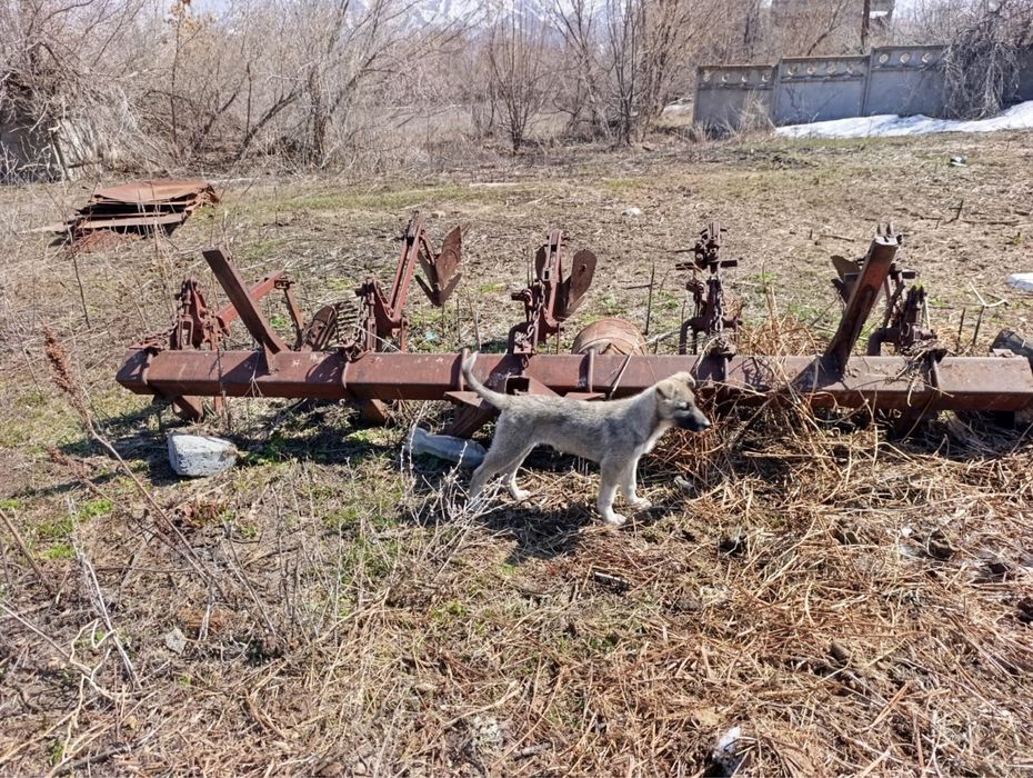 Культиватор для картошки