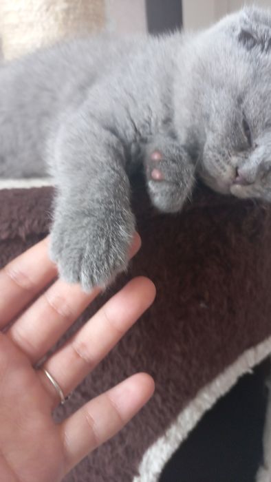 Зотдор мушукча.  Страйт фолд. Шотланский выслоухи.  3 ойлик.  Срочно.