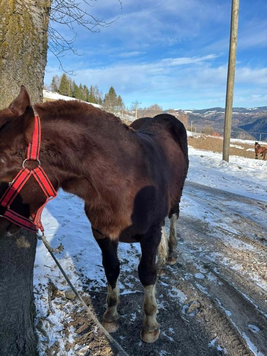 Mânz cuminte de vânzare