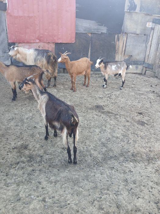 Capre cauta alta casa