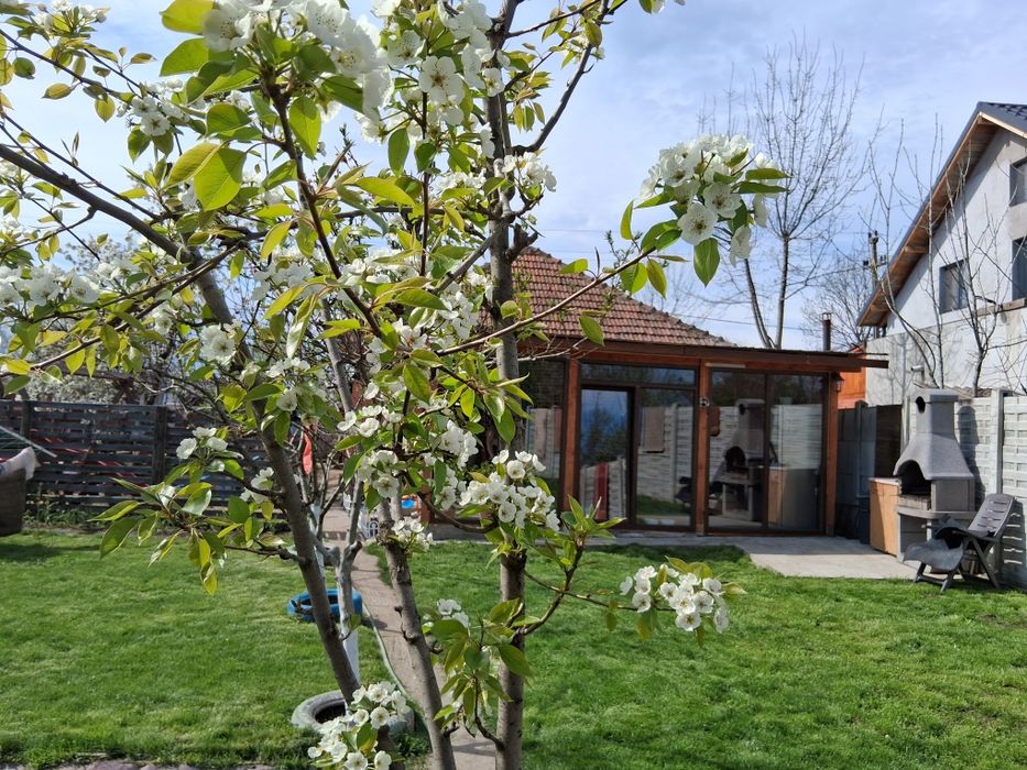 Întreținere curti si gradini