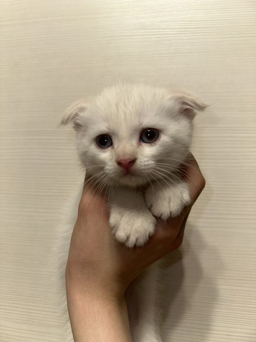 Продаются шотландские котята!