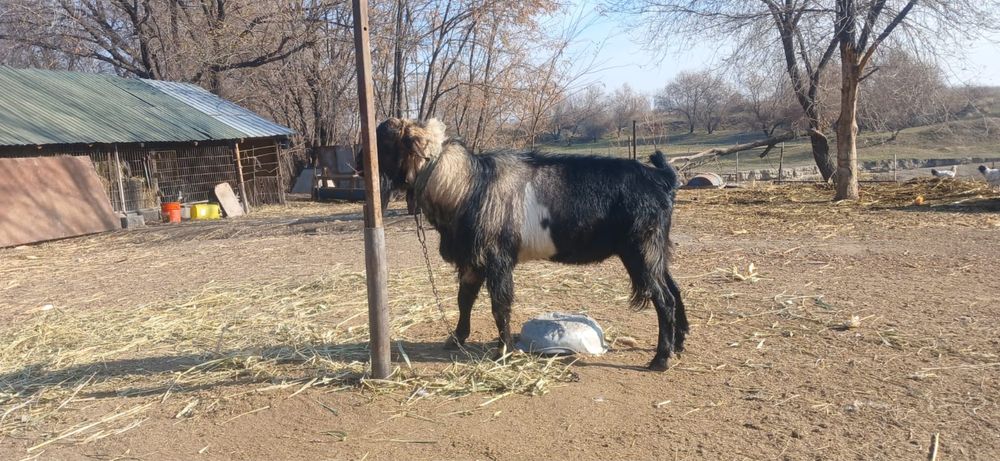 Теке Теке Теке Теке