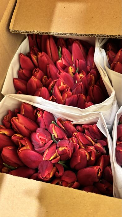 Тюльпаны к 8 марта