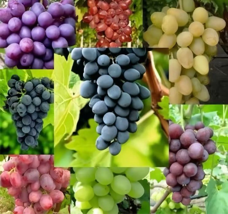 Vand butasi vita de vie anul 2 si 3