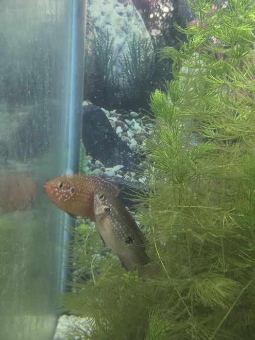 Цихлида Хромис Красавец