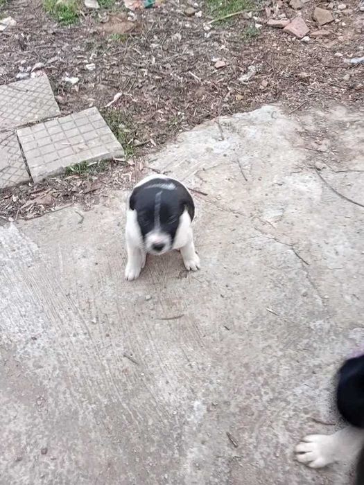 Подаряват се кученца на 3 месеца