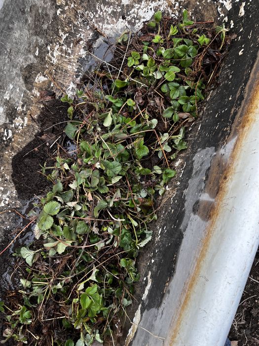 Саженцы клубники