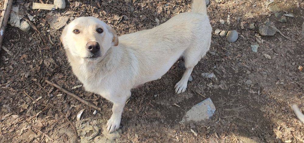 Щенки в добрые руки