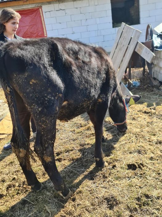 Vând vitele una de 8 luni , una de 10 luni