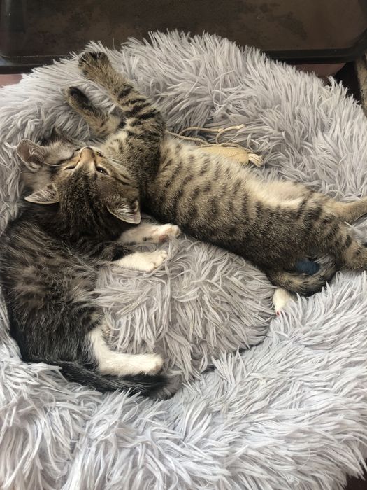 Котёнок в добрые руки!