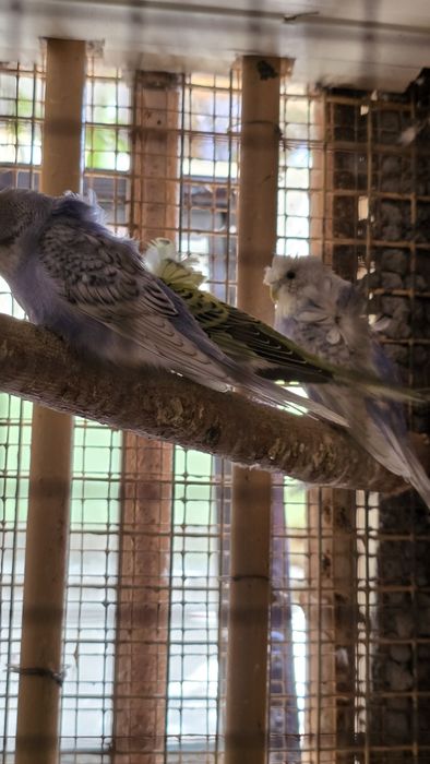 Попугай волнистые бабочка