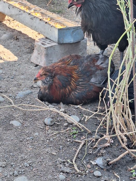 Cocosi araucana potârnichiu