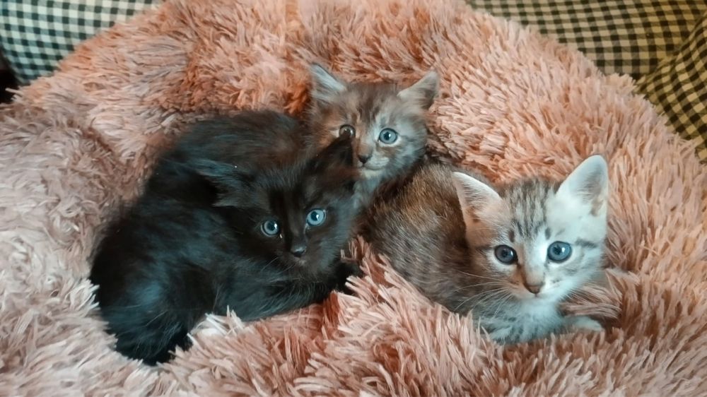 Отдам котят бесплатно