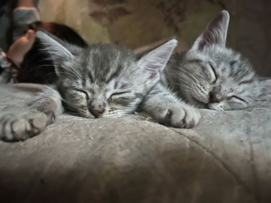 Котята шотландские