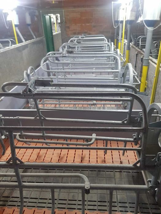 Fermă de reproducție porci