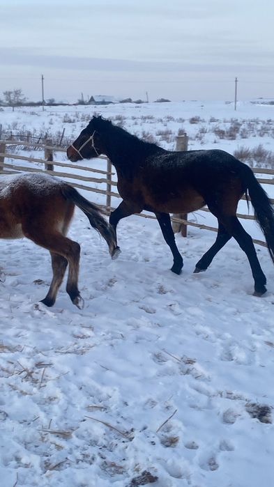 Продается жеребец ...