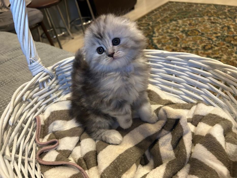Котята. Шотландцы 25 000