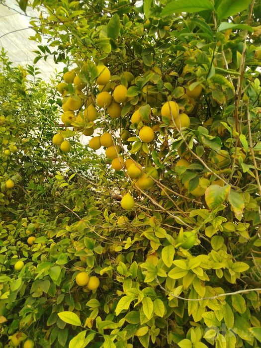 Limon mesni sotiladi