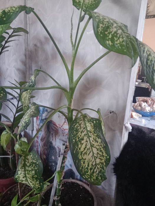 Продам комнатные растения