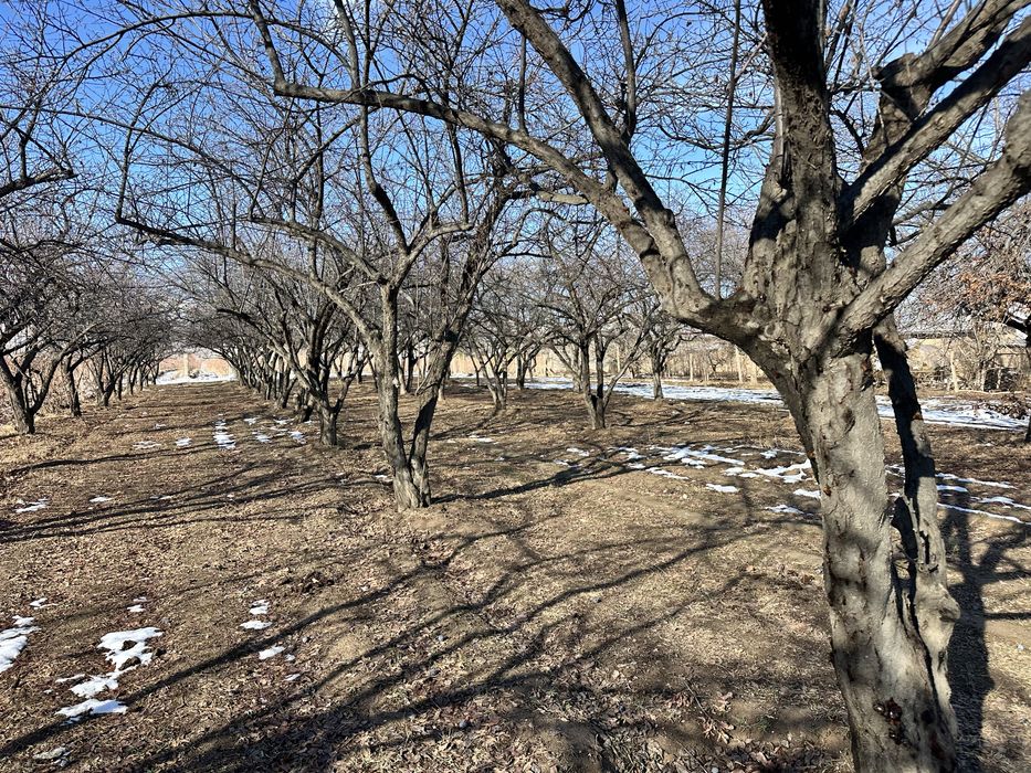 Daraxt sotiladi 200 ta sliva