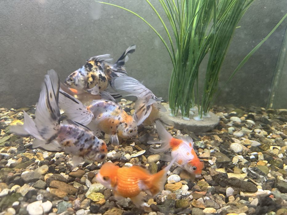 Продам золотых рыбок