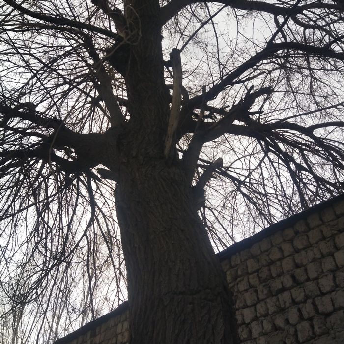 Мевали дарахт сотилади