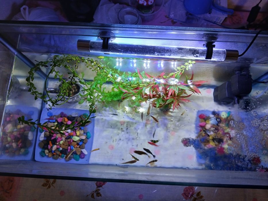 Аквариум с рыбами