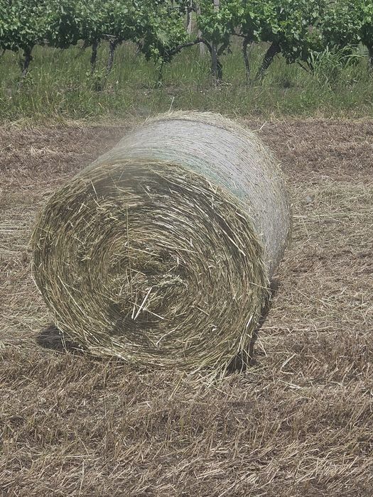 Рулонни бали овес със зърното