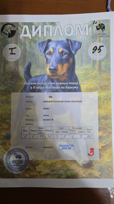 Вязка немецкий ягдтерьр