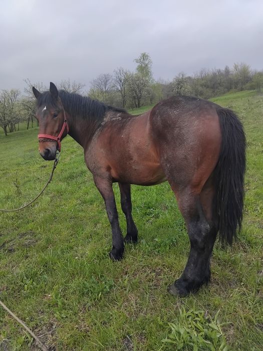 Vând manz  un an si 10 luni